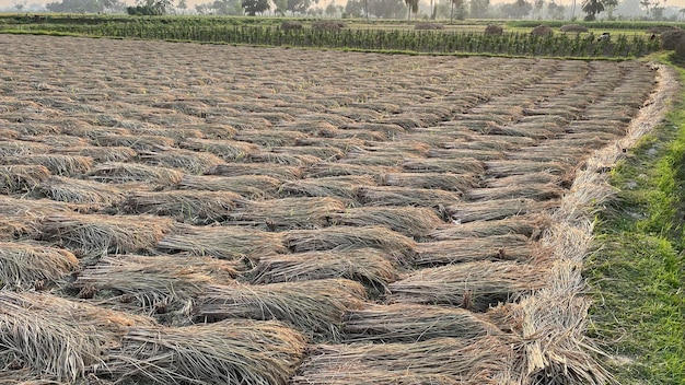 Foto hermosa vista de la naturaleza en los verdes campos de arroz en la tarde de otoño