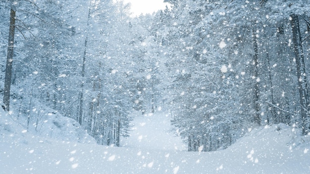 Hermosa vista de la nevada en la pista de esquí rodeada por un bosque de pinos nevados Cuento de hadas de invierno