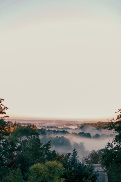 Hermosa vista con niebla entre las copas de los árboles