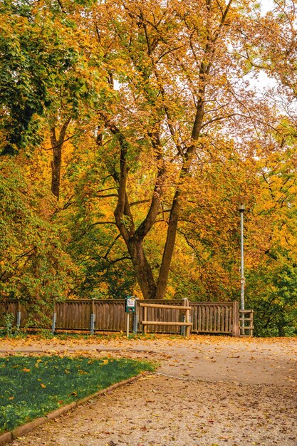 Foto hermosa vista de otoño en el parque parkautumn con árboles amarillos y hierba amarilla en la ciudad de ingolstadt baviera alemania