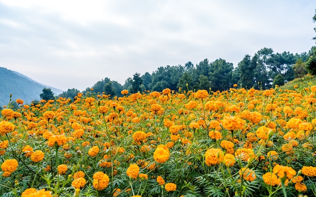 Hermosa vista del paisaje de flor de caléndula en Katmandú Nepal