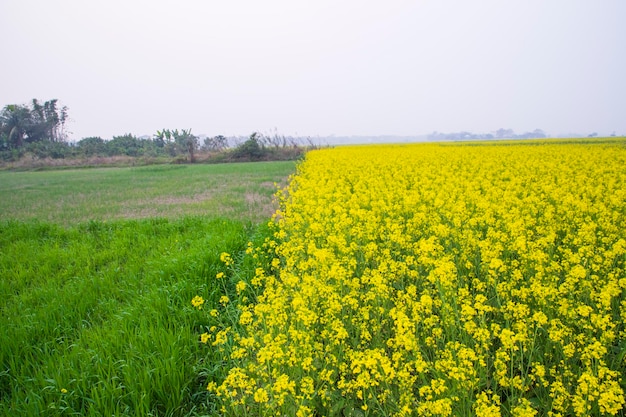 Hermosa vista del paisaje floral de las flores de colza en un campo en el campo de Bangladesh