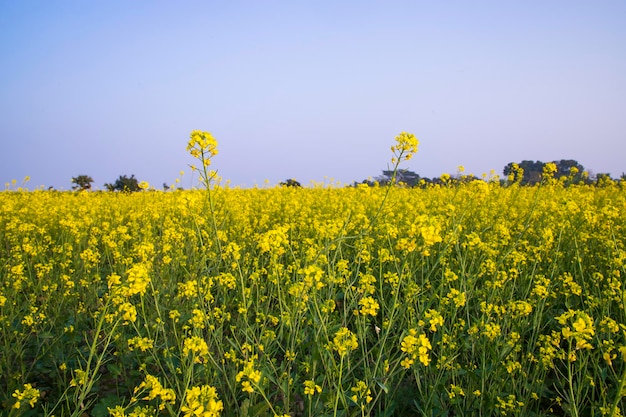 Hermosa vista del paisaje floral de las flores de colza en un campo en el campo de Bangladesh