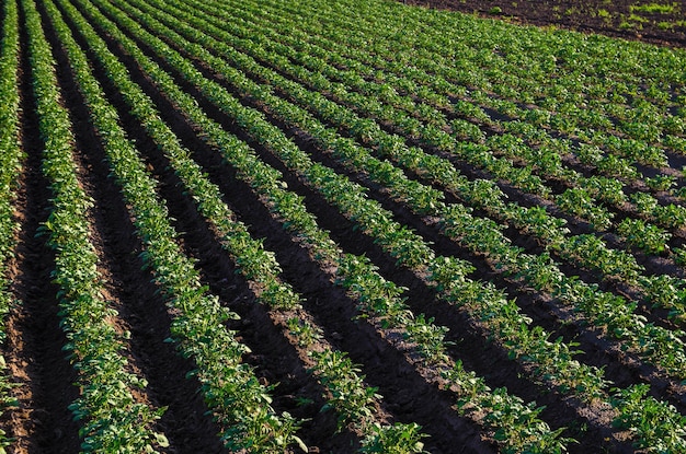 Una hermosa vista del paisaje rural de los campos de patatas del sur de Ucrania Agricultura ecológica Cosecha de la primera siembra de patatas Agricultura y agroindustria Agroindustria y agronegocio