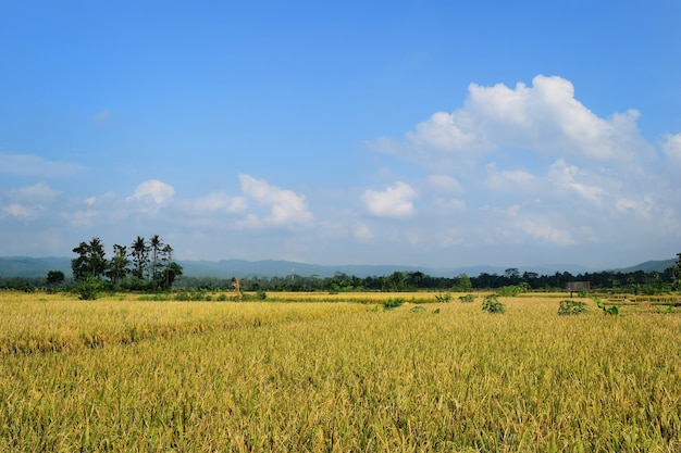 Hermosa vista del paisaje de terrazas de arroz