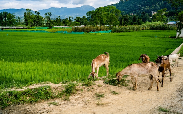 Hermosa vista del paisaje de las tierras de cultivo de arroz de verano y cabras caminando Khojana Lalitpur Nepal