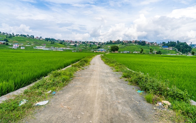 La hermosa vista del paisaje de las tierras de cultivo de arroz de verano Khojana Lalitpur Nepal