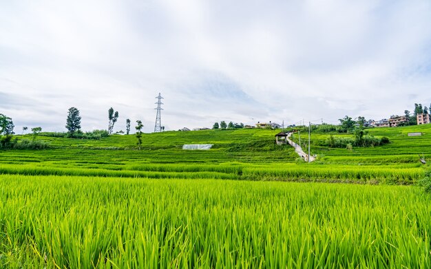 La hermosa vista del paisaje de las tierras de cultivo de arroz de verano Khojana Lalitpur Nepal