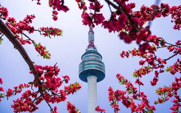 hermosa vista del paisaje de la torre de seúl y el cerezo en flor durante la temporada de primavera en Corea del Sur