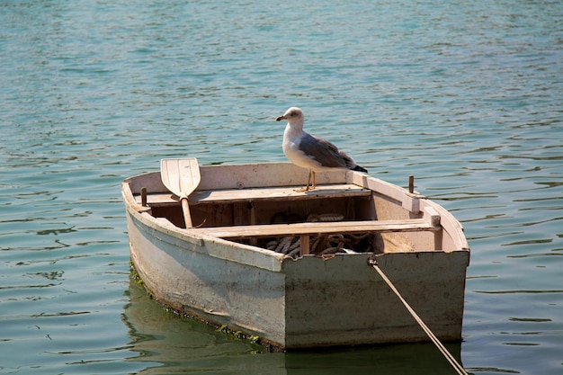 Hermosa vista de un pájaro Gaviota de pie en un pequeño barco vacío Pesca de madera en el mar soleado