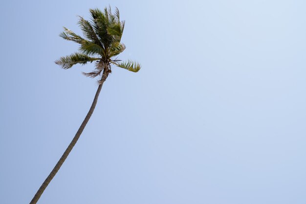 Hermosa vista de palmera en cielo azul