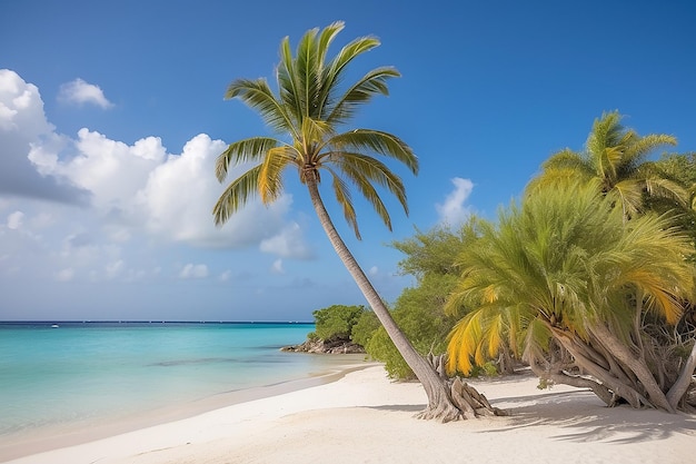 Una hermosa vista de una palmera en la idílica arena blanca de la playa de Eagle en Aruba