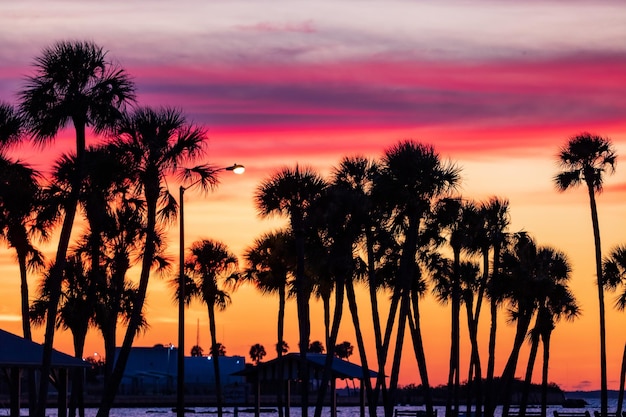 Hermosa vista de palmeras durante un colorido atardecer en una playa