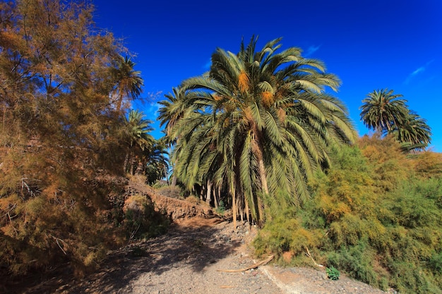 hermosa vista de palmeras en el paisaje de Fuerteventura