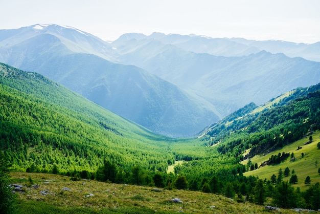 Hermosa vista panorámica al valle del bosque verde y grandes montañas nevadas lejos en un día soleado. Impresionante paisaje alpino de vastas extensiones de luz solar. Maravilloso paisaje vívido con montañas de bosque verde.