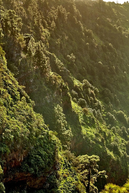 Hermosa vista panorámica del exuberante bosque verde en las montañas de La Palma Islas Canarias en España Altos pinos que crecen en un bosque silencioso de naturaleza zen en armonía con un ambiente silencioso y relajante