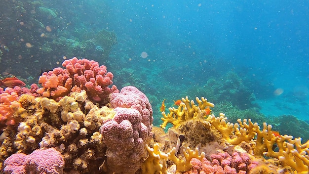 Hermosa vista panorámica submarina en un arrecife de coral poco profundo con vida de peces tropicales