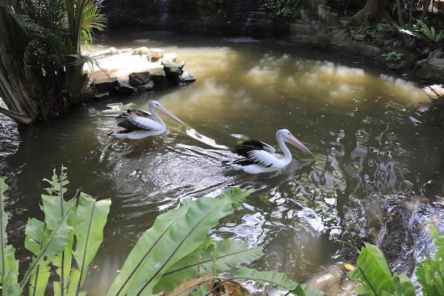 Una hermosa vista del Parque de las Aves ubicado en Bali Indonesia