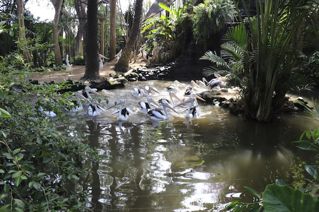 Una hermosa vista del Parque de las Aves ubicado en Bali Indonesia