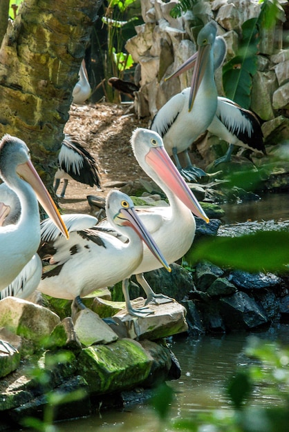 Una hermosa vista del Parque de las Aves ubicado en Bali Indonesia