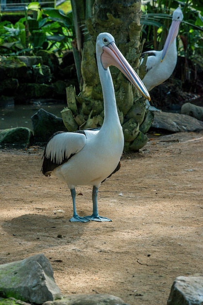 Una hermosa vista del Parque de las Aves ubicado en Bali Indonesia