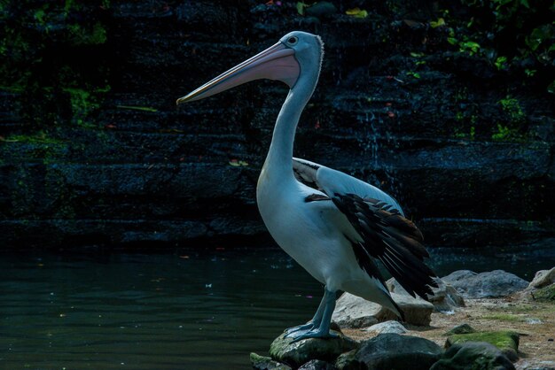 Una hermosa vista del Parque de las Aves ubicado en Bali Indonesia