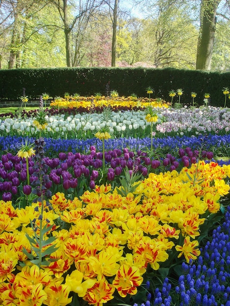 Hermosa vista del parque en el día de la primavera Closeup Keukenhof Países Bajos