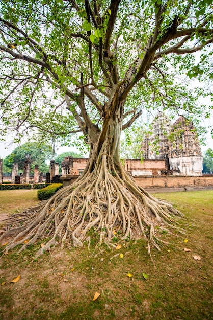 Una hermosa vista del parque histórico de Sukhothai ubicado en Tailandia