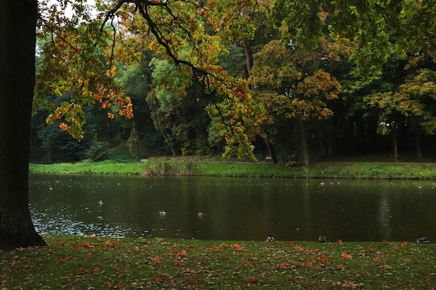 Hermosa vista del parque público verde de la ciudad con río en el día de otoño