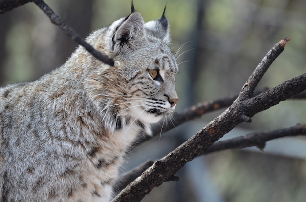 Hermosa vista de perfil de un lince canadiense en estado salvaje.