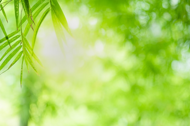 La hermosa vista del primer de la hoja de bambú verde de la naturaleza en el verdor empañó el fondo con luz del sol y el espacio de la copia. Se utiliza para el fondo de verano de ecología natural y el concepto de fondo de pantalla fresco.