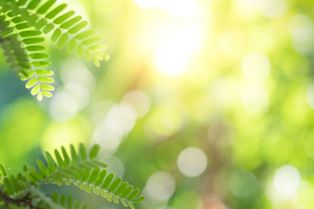 Foto la hermosa vista del primer de la hoja verde de la naturaleza en el verde empañó el fondo con luz del sol y el espacio de la copia.