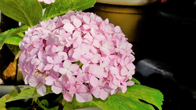 Hermosa vista de primer plano de flores de Hydrangea macrophylla