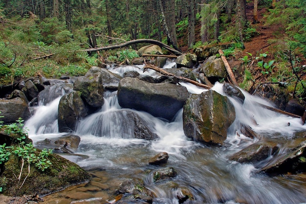 Hermosa vista del río de la montaña en verano