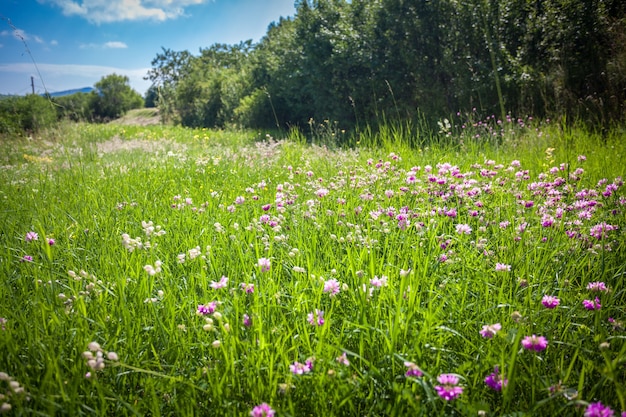 Hermosa vista sobre el campo con muchas flores rodeadas de árboles