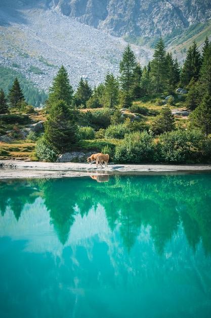 Una hermosa vista sobre el lago aviolo.