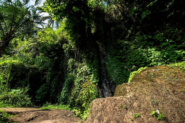 Una hermosa vista de Tegalalang Rice Field Place en Bali Indonesia