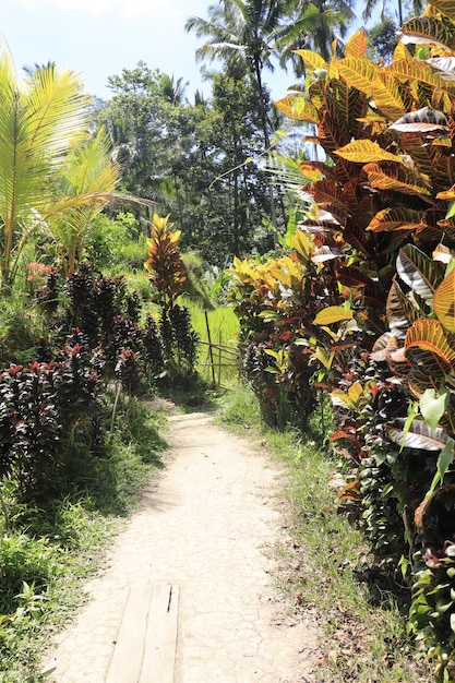 Una hermosa vista de Tegalalang ubicada en Ubud Bali Indonesia