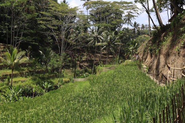 Una hermosa vista de Tegalalang ubicada en Ubud Bali Indonesia