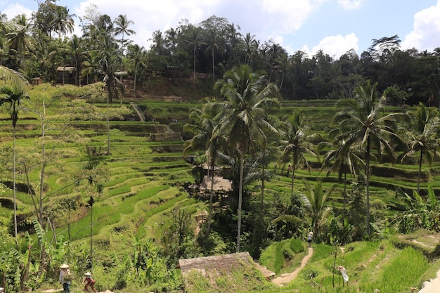 Una hermosa vista de Tegalalang ubicada en Ubud Bali Indonesia