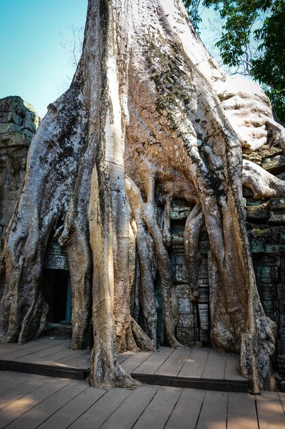 Una hermosa vista del templo de Angkor Wat ubicado en Siem Reap Camboya