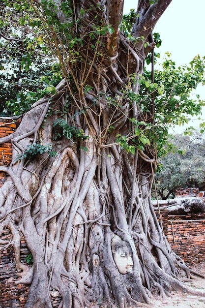 Una hermosa vista del templo Wat Mahathat ubicado en Ayutthaya Tailandia