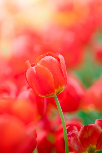 Hermosa vista de tulipanes rojos. Prado de flores de tulipán. Primer tulipán