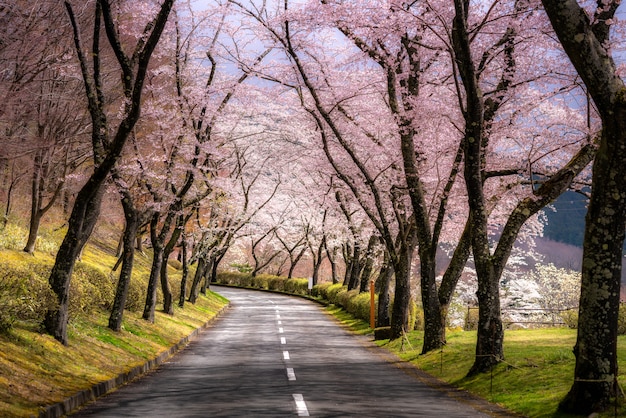 Hermosa vista del túnel de los cerezos en flor durante la temporada de primavera en abril a lo largo de ambos lados de la carretera de la prefectura en la prefectura de Shizuoka, Japón.