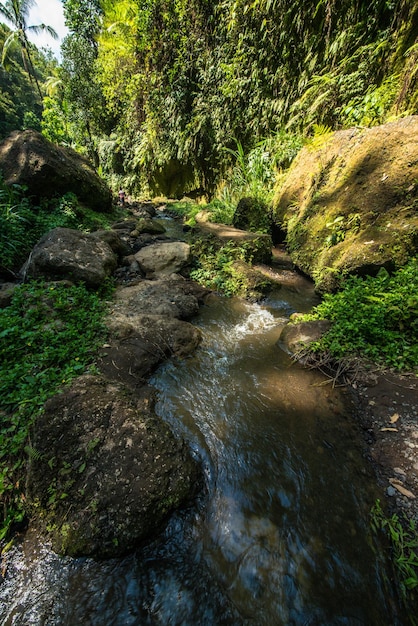 Una hermosa vista de la ubicación del sendero en Bali Indonesia