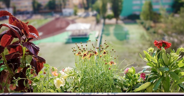 Hermosa vista desde la ventana con flores en el balcón jardín naturaleza y ecología en casa