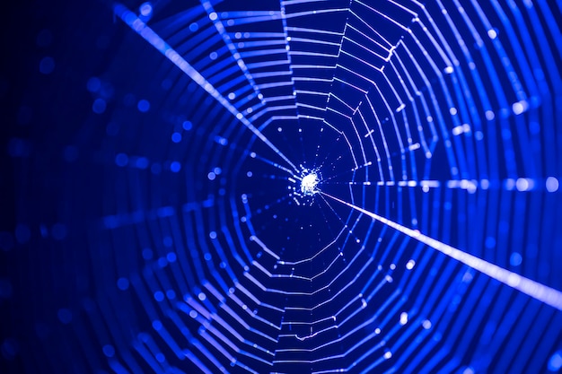 Hermosa web iluminada por el concepto de Internet de luz azul
