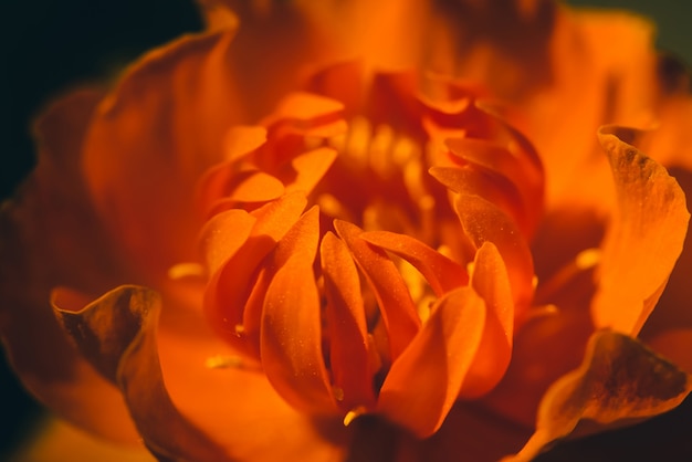Hermosa yema cálida de flor ardiente en la oscuridad