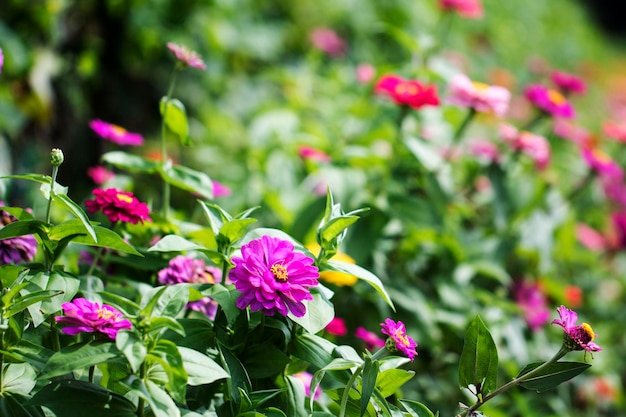 La hermosa Zinnia en el campo