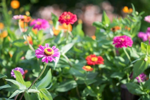 La hermosa Zinnia en el campo